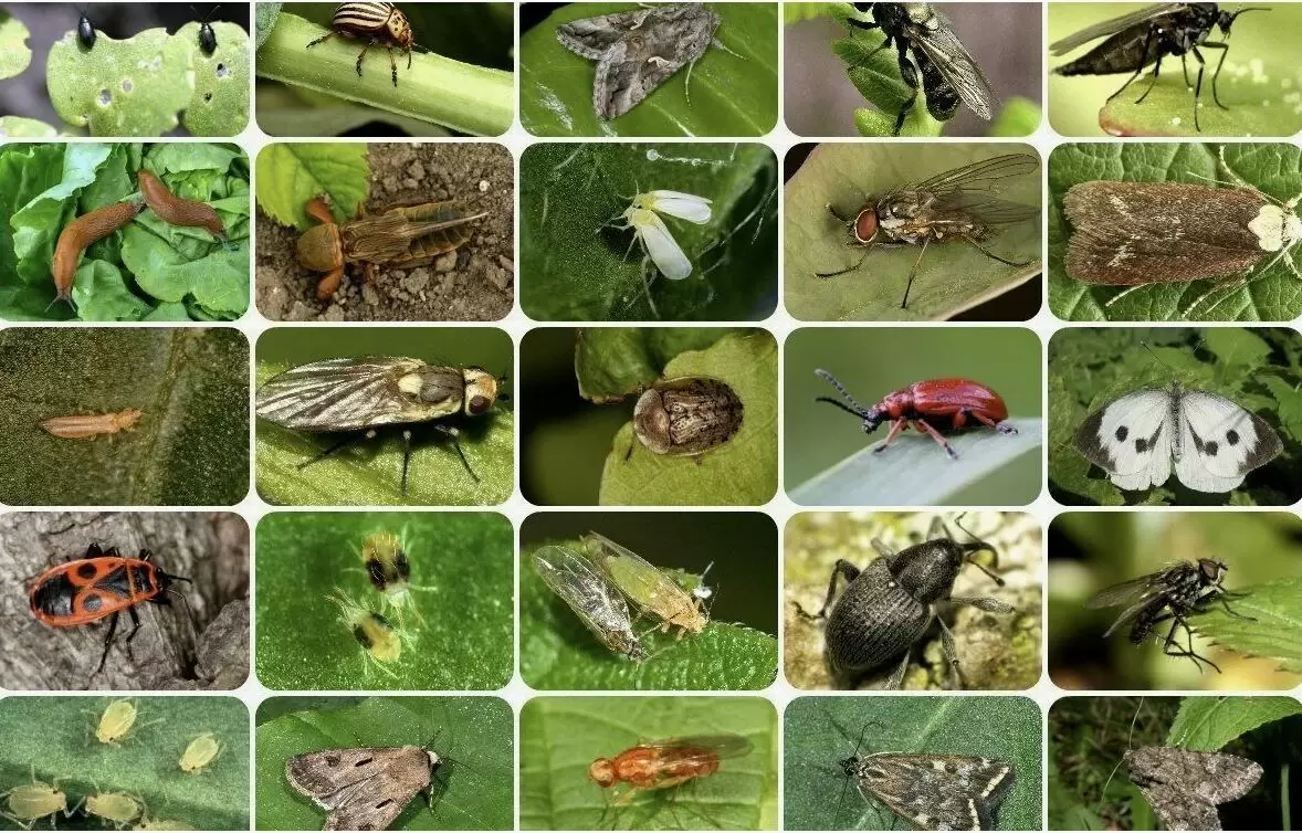 Вредители на огороде в августе: как защитить урожай без химии