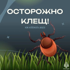 Осторожно: клещи. Вместе с весной пробуждаются клещи, которые могут переносить на себе инфекции и представлять серьёзную угрозу для здоровья людей и животных