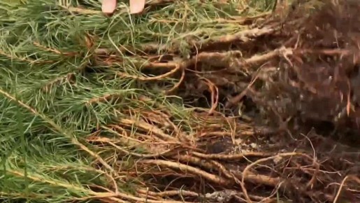 ������ �������: �� ���������� ������������ ������ ������������ ������ �� �������������� ����� � ������ ������������� ����� ���� ������