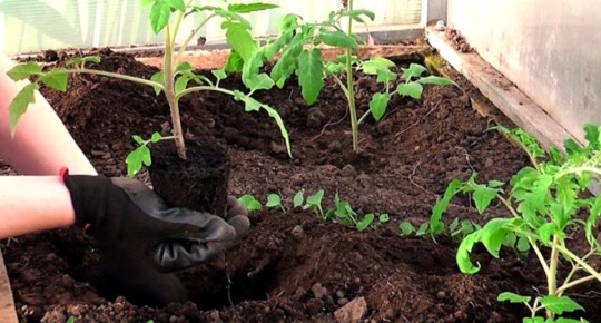 ��� ��������� �������� ��������: ������� �������� ������� � �����