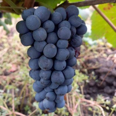 ���� ����: ����������� �������� � ����������� ������ � ������ �������
