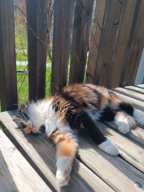 ������ ��������� ����, ����������!