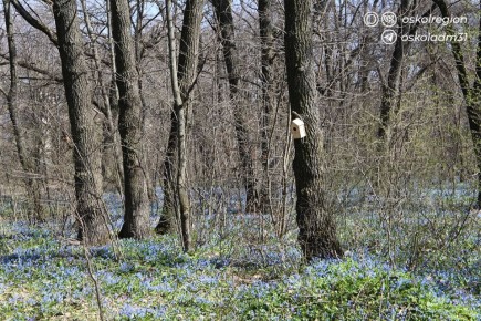 ������ ����, �������������!