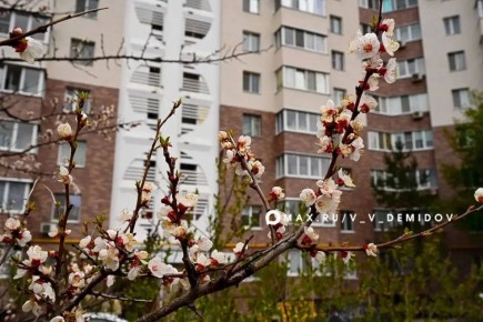 �������� �������: ��������������� �������� ���������� ���� �55 �� ����� ����� ��������� �� 80%