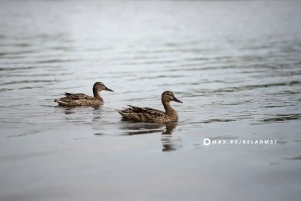 ������ ����, ��������!. ������� �� ����� ��������� ������