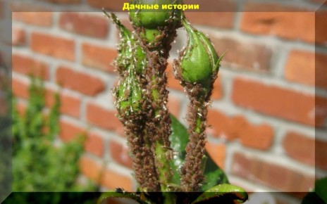 ����� ������ ���: ����������� �������� ��� ���?