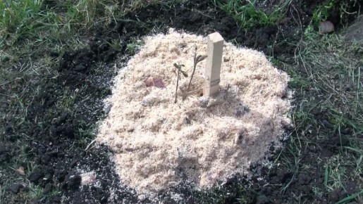 � ��������� ���� ��������� �������� ���� ������