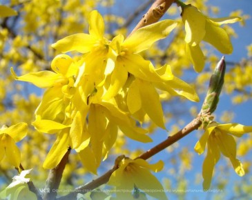 � ������ �������� �������� ������� ������