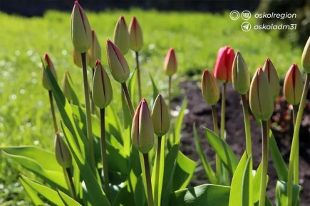 ������ ����, �������������!