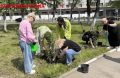 Белгороде у стен драматического театра появилась рябиновая аллея