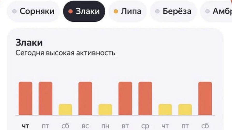 Белгородских аллергиков предупредили о высокой активности пыльцы злаков и липы