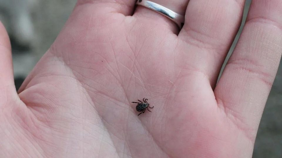 С начала весны клещи покусали более тысячи белгородцев
