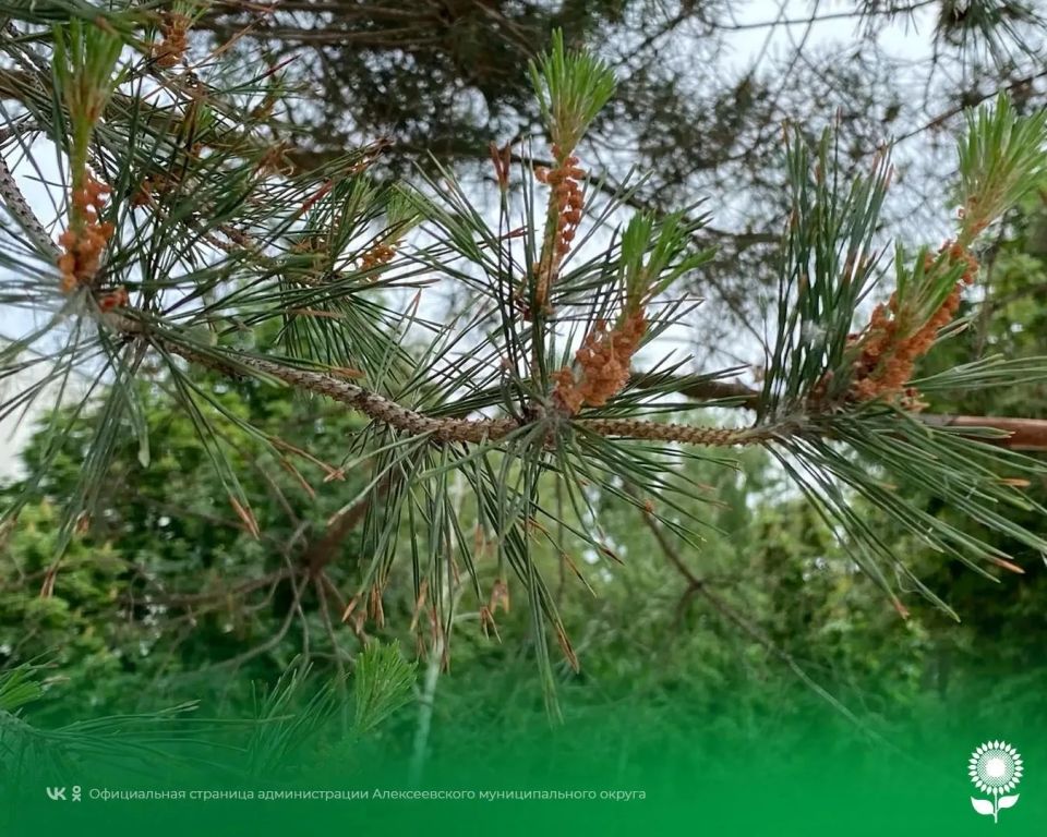 19 июня. Температура воздуха 21°C, переменная облачность, кратковременные дожди