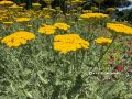 Золотые облака в центре города: в парке Ленина расцвели клумбы с тысячелистником