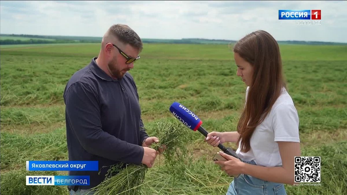 Олег Медведев: В Яковлевском округе аграрии приступили к уборке люцерны на сенаж
