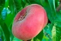 Инжирный персик УФО-4: сокровище сада, доступное каждому дачнику
