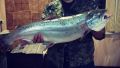Черноморский лосось: увлекательный мир морской форели