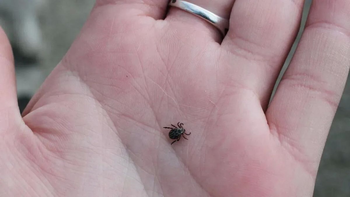 С начала весны клещи покусали 1324 белгородца