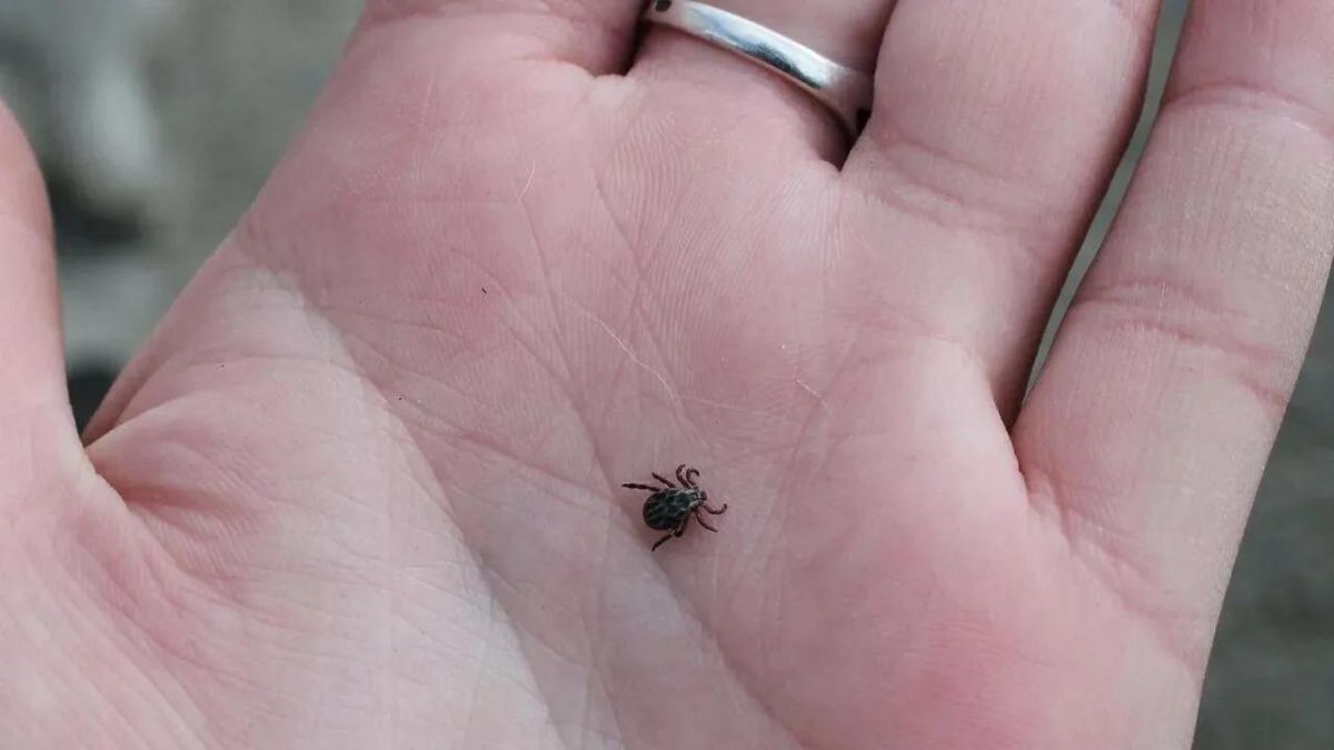 С начала весны клещи покусали 1324 белгородца