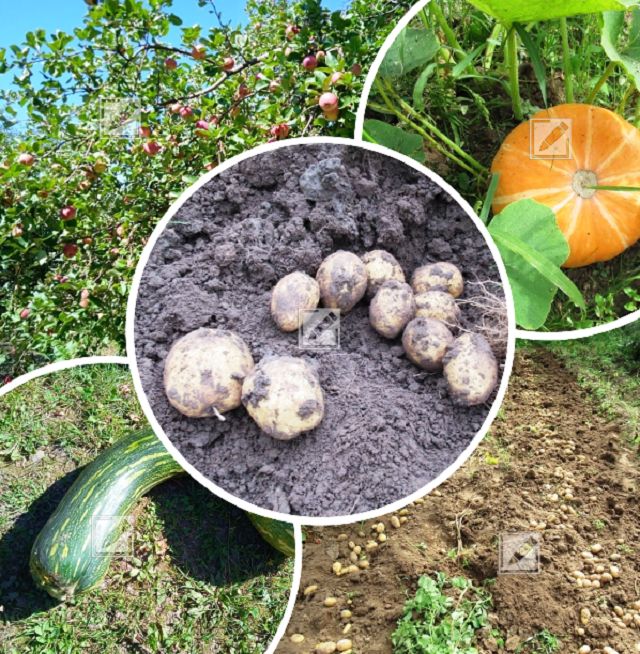 Сентябрь на даче: сбор урожая и уход за садами