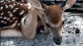 В Белгородском зоопарке поделились видео с новорождённым оленёнком