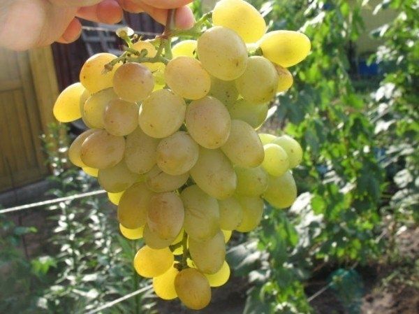 Новый вкус лета: виноград Долгожданный покоряет садоводов