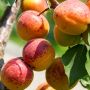 Устойчивый абрикос Знаходка: что нужно знать о высококачественном урожае?
