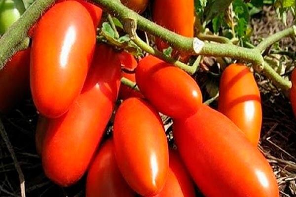Преимущества и недостатки томатов Гаспачо и основы культивации