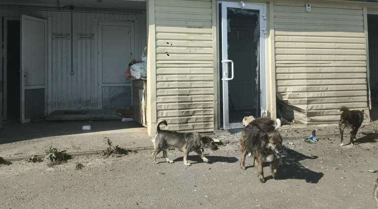 Белгородский приют для бездомных животных просит помощи после нападения дрона ВСУ