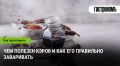 Кэроб: современный выбор для гурманов и заботливых о здоровье