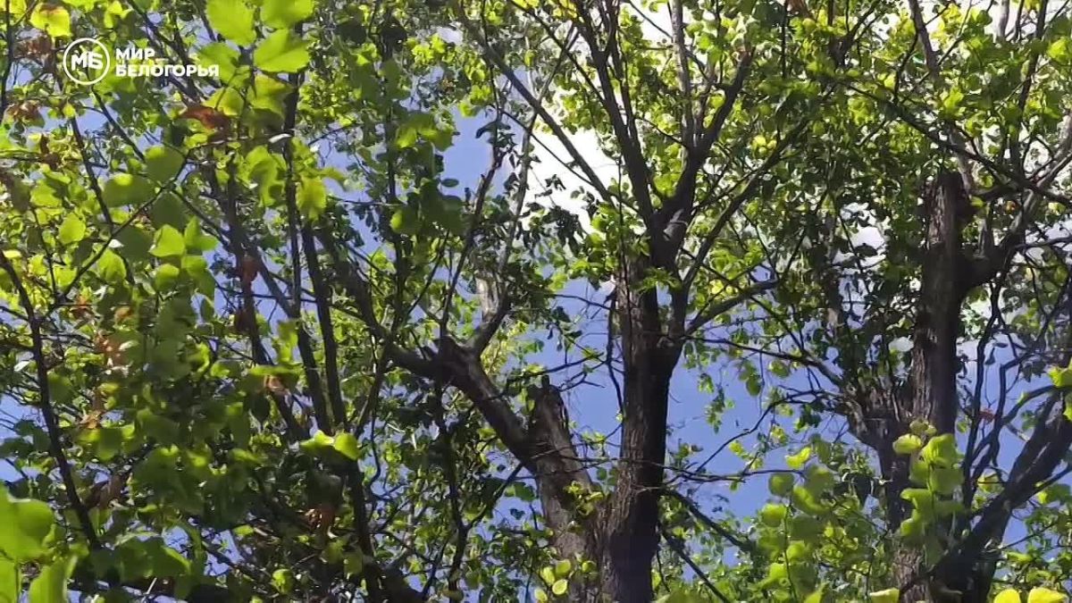 В Белгороде при атаке БПЛА возле ЗАГСа пострадали жених и свидетель