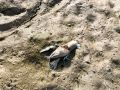 Погибшие раки и обломки ракет