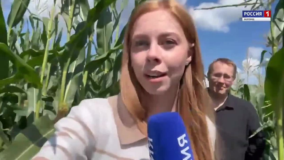 Наша съёмочная группа пробралась на кукурузные поля, обработанные трихограммой Миниатюрное насекомое, которое выращивают в лаборатории регионального филиала Россельхозцентра, успешно борется с сельскохозяйственными...