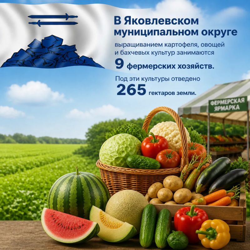 Олег Медведев: В Яковлевском муниципальном округе выращиванием картофеля, овощей и бахчевых культур занимаются 9 фермерских хозяйств