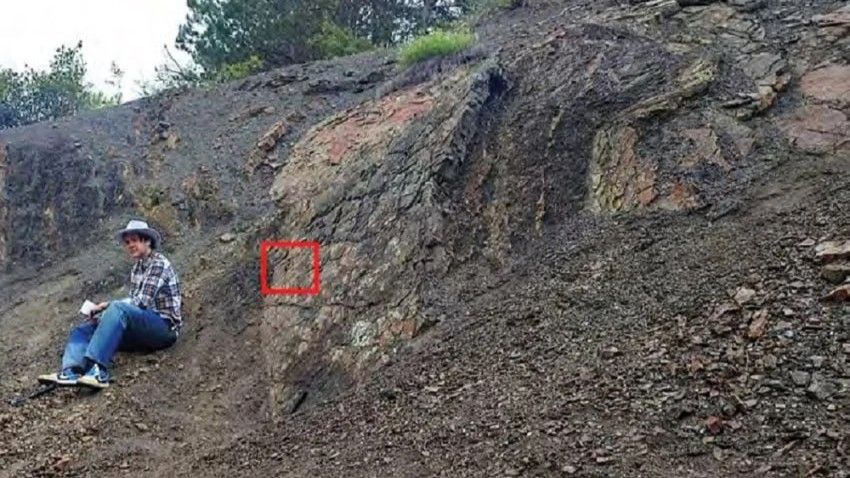 Белгородский студент нашёл в Крыму редкого аммонита возрастом 180 млн лет