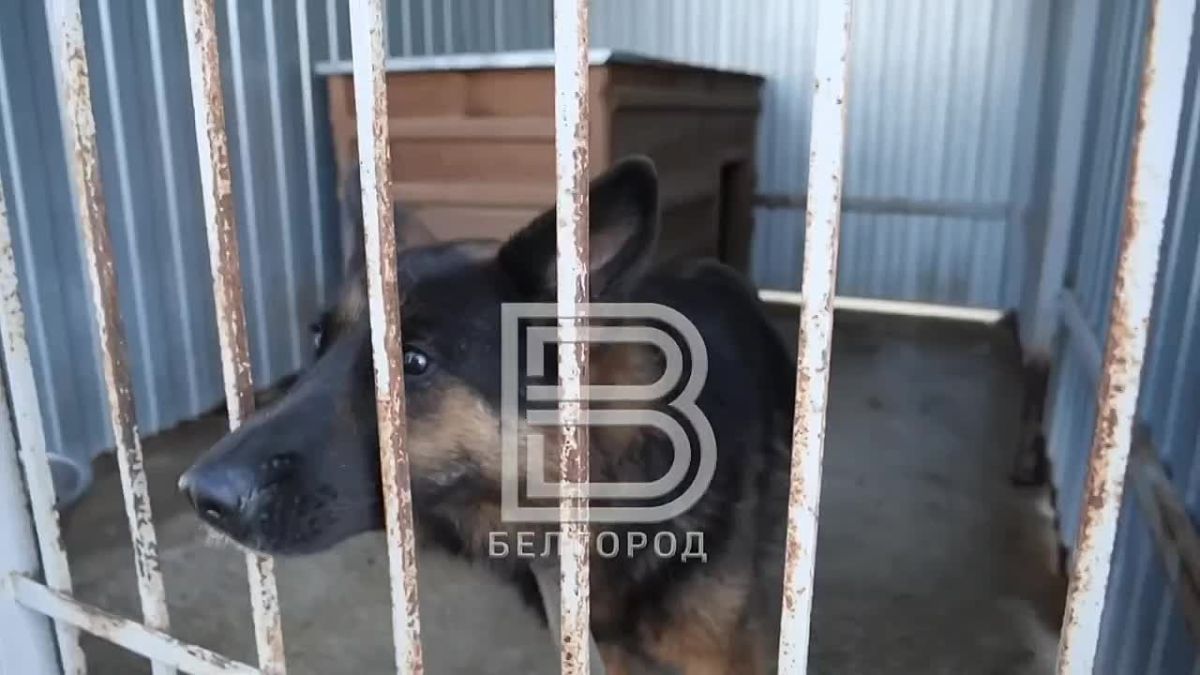 Наша съёмочная группа побывала в приюте «Лучик надежды», где помогают животным, пережившим жестокое обращение