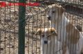 приюте «Добрый дом» всё ещё ждут те, кому очень нужен свой человек