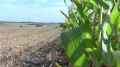 В Ровеньском округе аграрии завершают заготовку кукурузы на силос