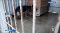 В Белгородском округе зафиксировано сразу несколько случаев жестокого обращения с животными