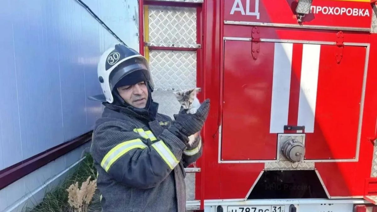 В Прохоровке спасли котёнка, застрявшего в трубе дымохода
