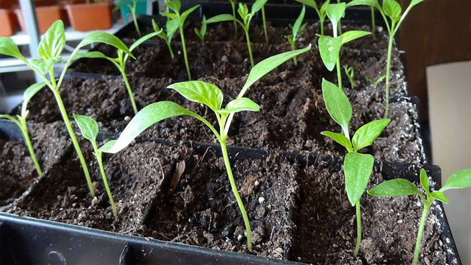 ������ ������� �� �����������