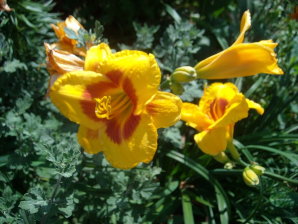 Лилейники: искусство посадки и ухода