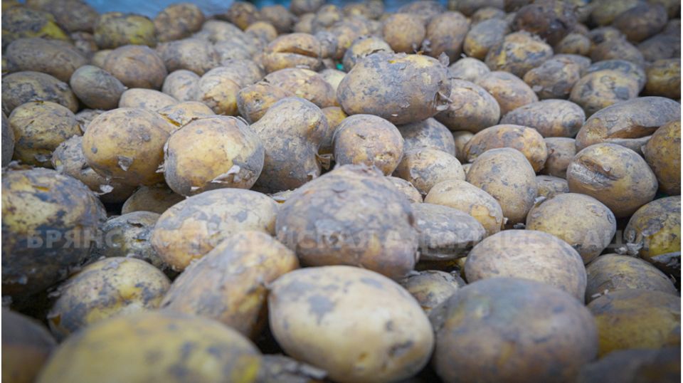 Картофельный бум в Брянске: как местные ярмарки перевернули рынок