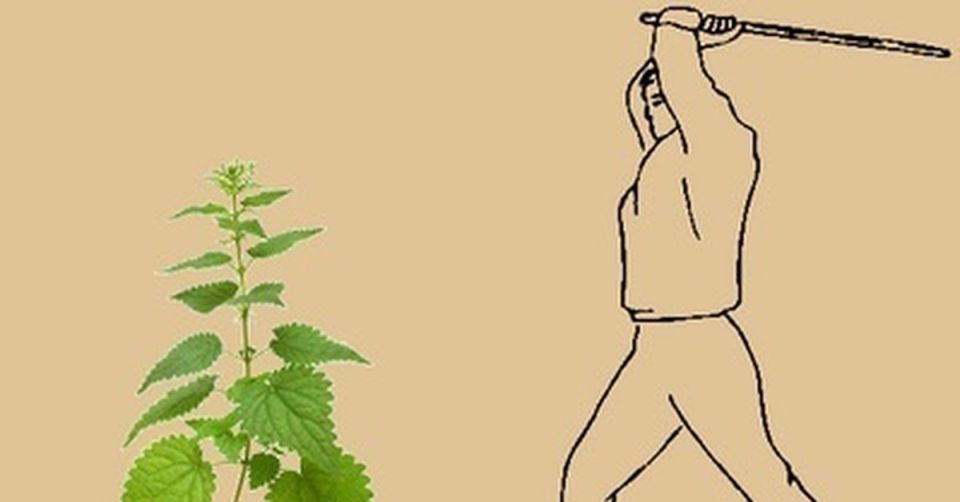 Всё, что нужно знать о татарнике колючем: застигнутый врасплох враг детства