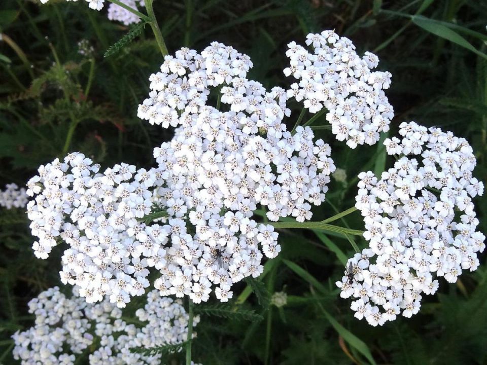 Жемчужница: ваш идеальный спутник для дачного сезона