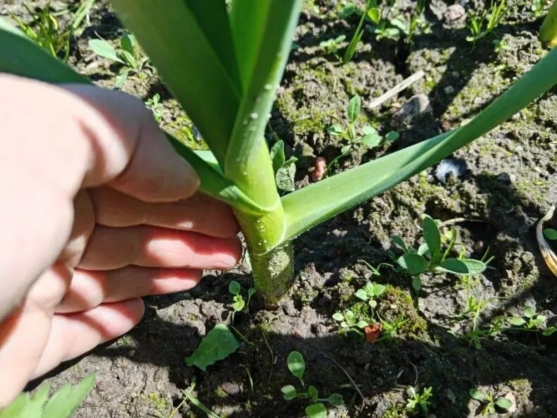 ������ ������� ��������� ������� � ���� ��� �������� ������