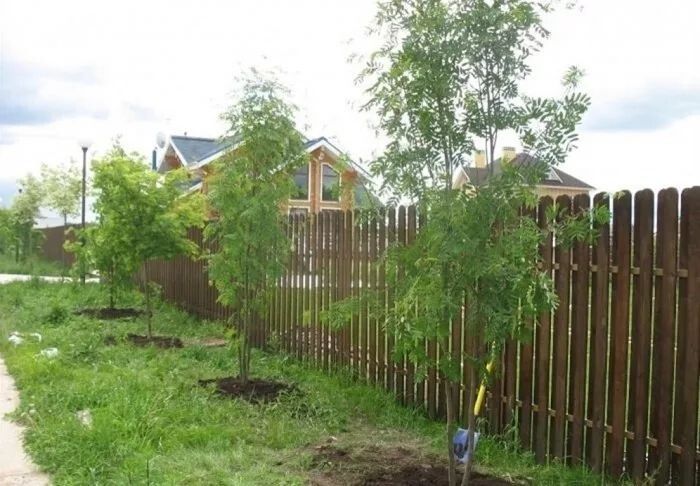 Как правильно реагировать, если соседи насадили деревья слишком близко к вашему участку?