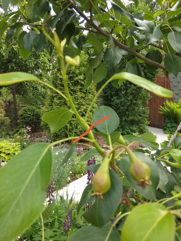 Пинцировка плодовых деревьев: зачем она нужна?