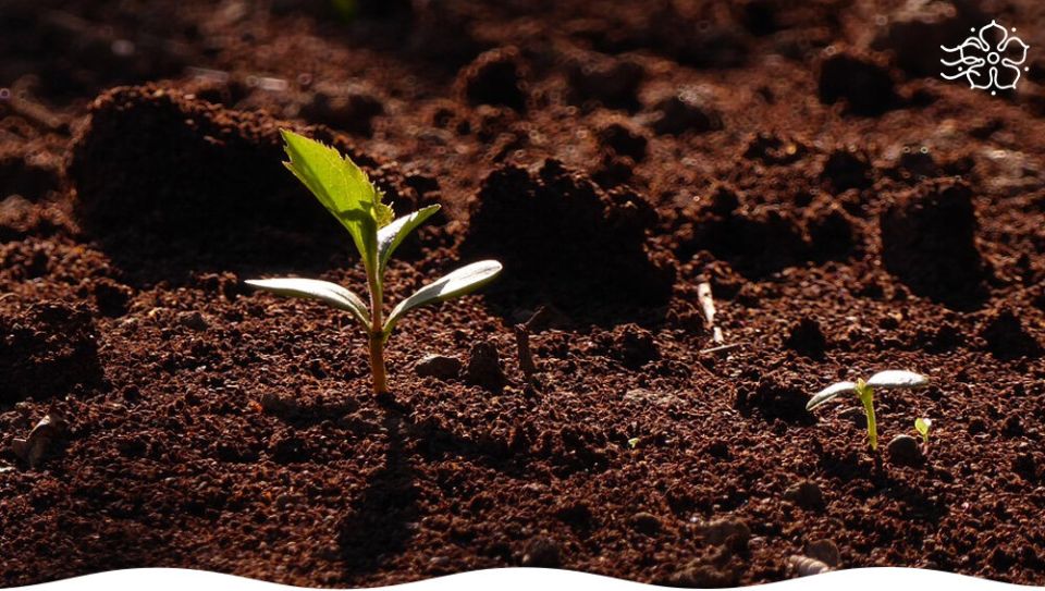 Секреты волшебных добавок для идеальной почвосмеси: путь к крепкой рассаде