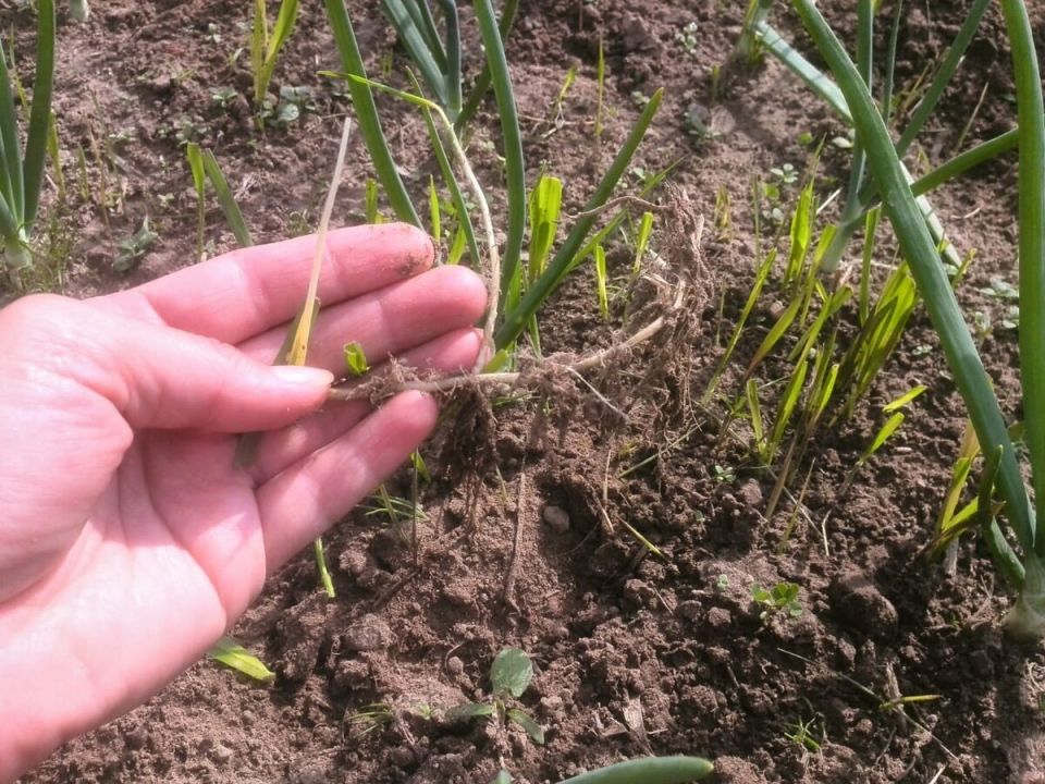 Почвопокровные растения: освободите сад от ненужной работы